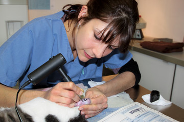 tatouer l'oreille d'un chat