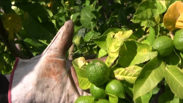 limoni