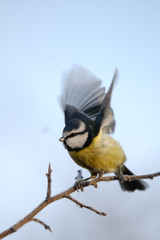 Blue Tit landing
