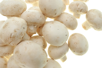 champignons isolated