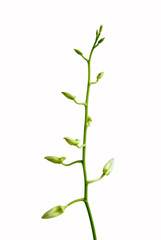 Obraz premium Stem of beautiful buds of orchids isolated on white background