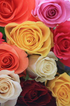 Different colors of roses