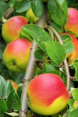 Apfel am Baum - apple on tree 115