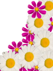 Camomile flowers decorative
