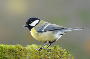 Obraz premium Kohlmeise 4.1