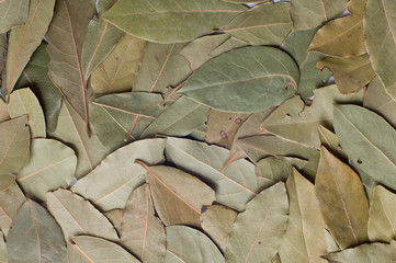 Bay leaves background