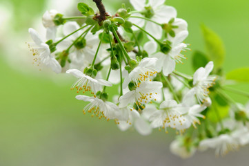 Frühling 7.1