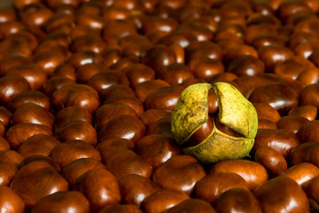 many brown chestnuts and one green