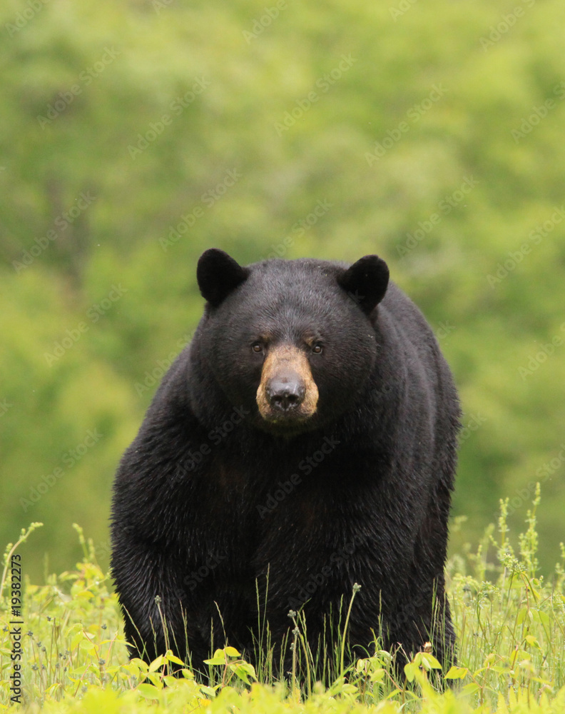 Wall mural large male black bear