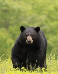 Schilderijen op glas large male black bear © duaneups