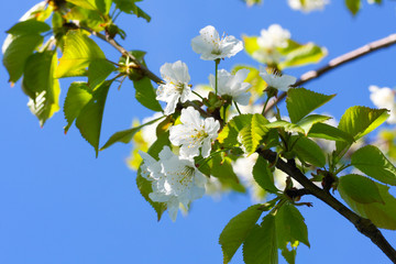 Spring tree with flowers