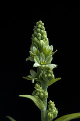 Fototapeta premium Weisser Germer; Veratrum Album