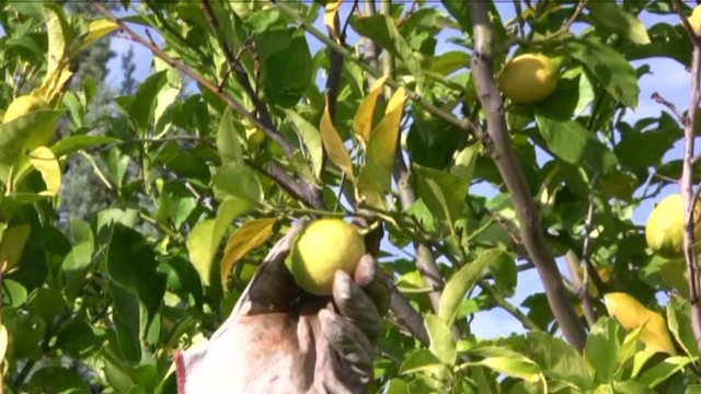 limoni