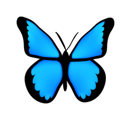 blue butterfly