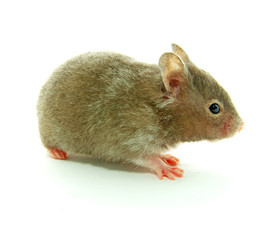 hamster