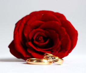 rose and golden rings