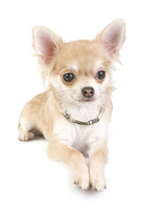 nice chihuahua puppy with necklace portrait