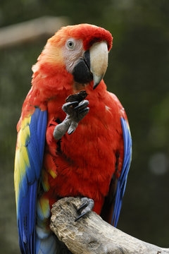 Beautiful parot