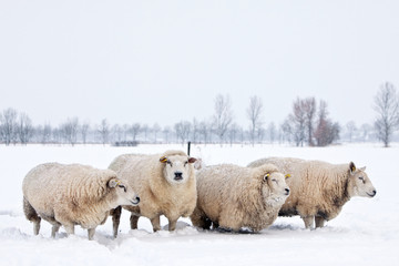 Naklejka premium sheep in a white winter landscape