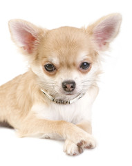 nice chihuahua puppy with necklace portrait