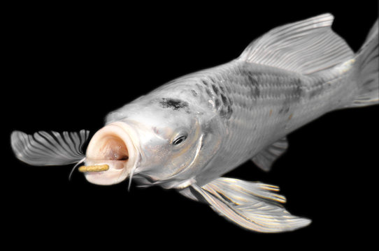 Carpe koi blanche avalant de la nourriture en granul&eacute;