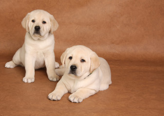 Labrador puppies
