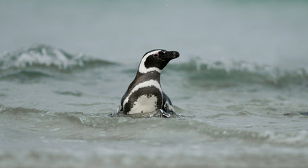 Magellanic Penguin in the Waves