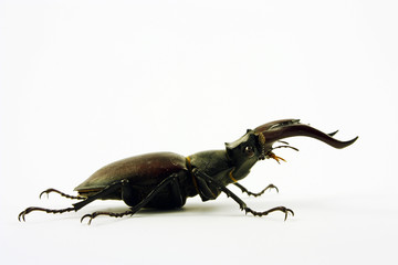 Lucanus cervus