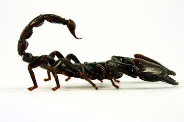 Scorpion (Ptalamneus Fulvipes)