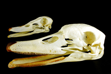 Skull (Cygnus olor ) and (Anas platyrhynchos)