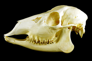 Naklejka premium Skull (Capreolus capreolus)