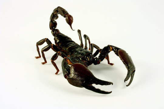 Scorpion (Ptalamneus Fulvipes)