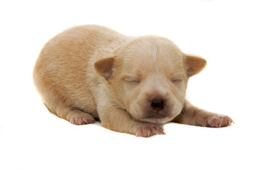 Chihuahua dog on white background