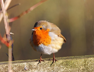 Robin Redbreast (Erithacus Rubecula)