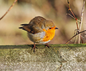 Robin Redbreast (Erithacus Rubecula)