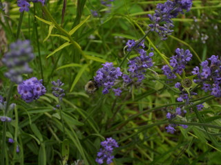 Obraz premium Lavendelblüte