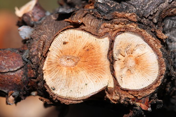 Macro taille de la vigne
