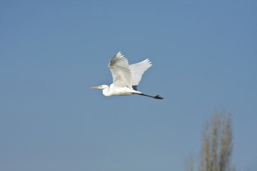 great white egret / Casmerodius albus