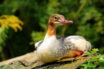 Gänsesäger - gulaund 15