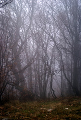 Naklejka premium fog