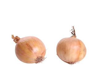 Fototapeta premium Onion