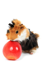 adorable guinea pig pet with apple on a white background