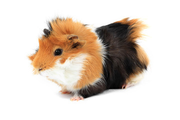 adorable guinea pig pet on a white background