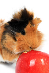 adorable guinea pig pet with apple on a white background