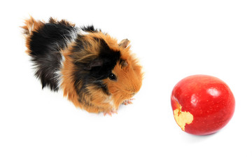 adorable guinea pig pet with apple on a white background