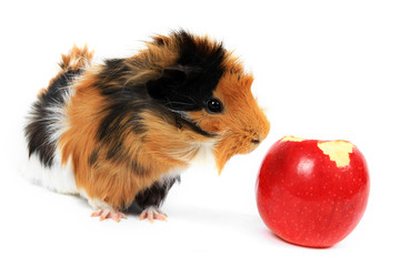 adorable guinea pig pet with apple on a white background