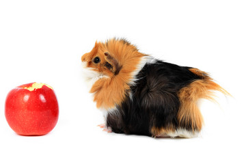 adorable guinea pig pet with apple on a white background