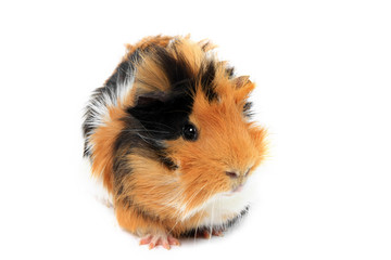 adorable guinea pig pet on a white background