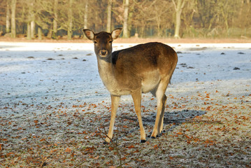 damwild