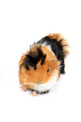 adorable guinea pig pet on a white background